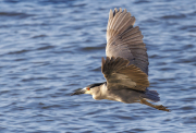 Black-crowned Night Heron, Nycticorax nycticora, in flight, Cananeia