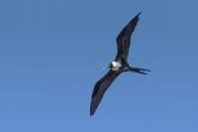 Magnificent frigatebird, Fregata magnificens, in flight, Cananeia