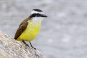 Social Flycatcher, Myiozetetes similis, Peruibe