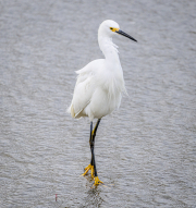 Snowy egret, Egretta thula, Peruibe