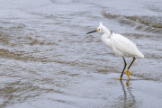 Snowy egret, Egretta thula, Peruibe