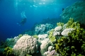 Diving, Great Barrier Reef, Australia